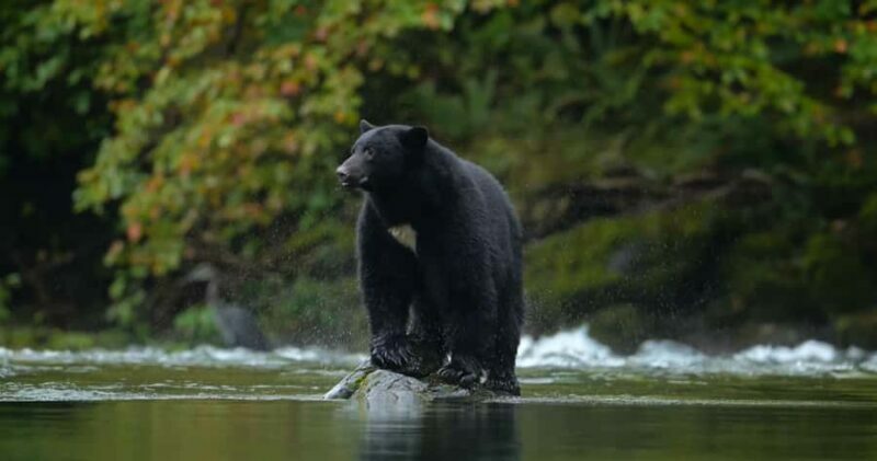Whistler: Afternoon/Evening Bear Viewing Scenic Tour - FAQ: Your Questions Answered
