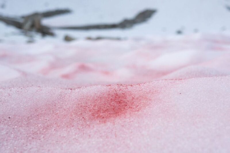 Whistler: Guided Glacier Discovery Hike - Tour Inclusions
