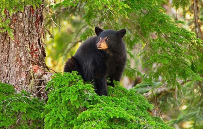 Whistler: Morning with the Bears Land Rover Scenic Excursion - An Authentic Wildlife and Scenic Experience
