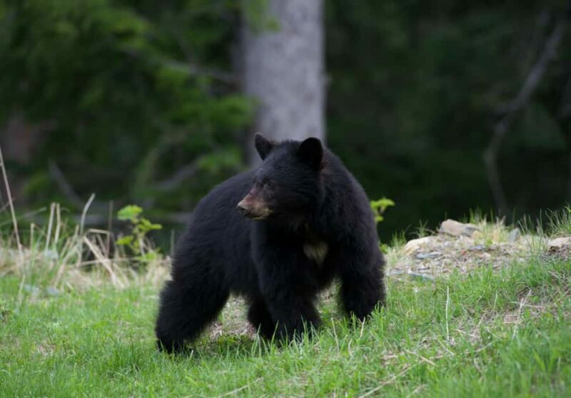 Whistler: Morning with the Bears Land Rover Scenic Excursion - Who Should Book This Tour?