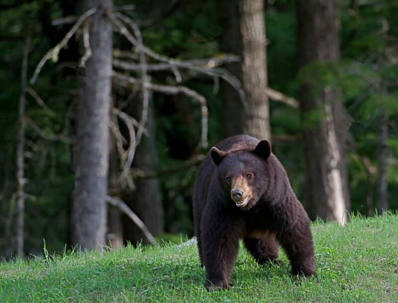 Whistler: Morning with the Bears Land Rover Scenic Excursion - The Sum Up: Is It Worth It?