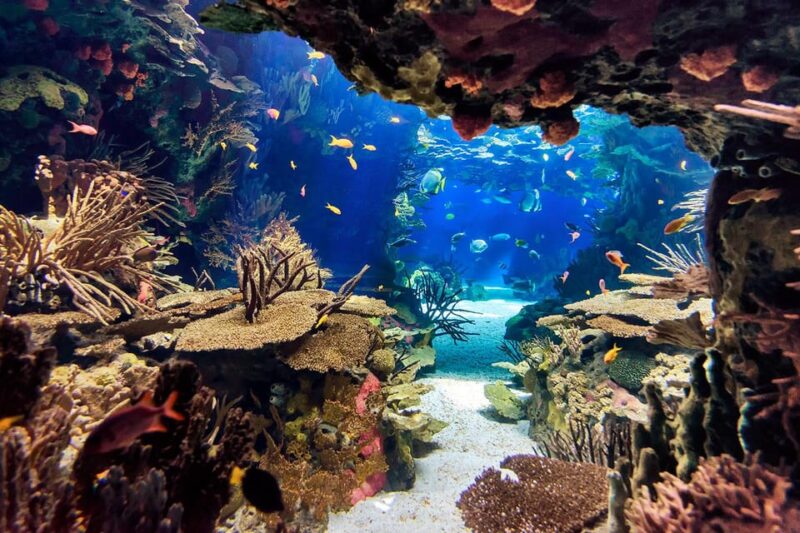 WHITE BEACH + SANTA MARTA AQUARIUM TOUR - Transportation Details