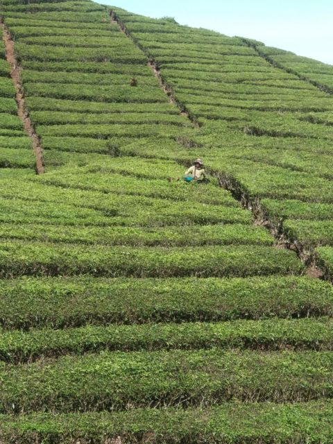 White Crater Tea Plantation Tour Guide Bandung - Frequently Asked Questions