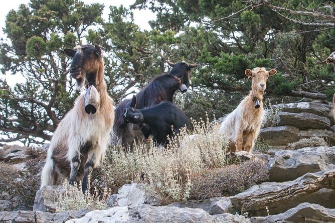 White Mountains - Semi Private Safari Tour With Tastings & Lunch - Exploring the Landscapes