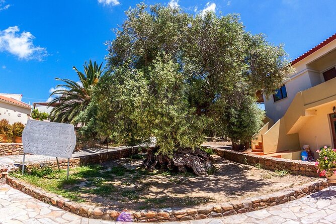 White Mountains - Semi Private Safari Tour With Tastings & Lunch - Tasting the Cretan Flavors