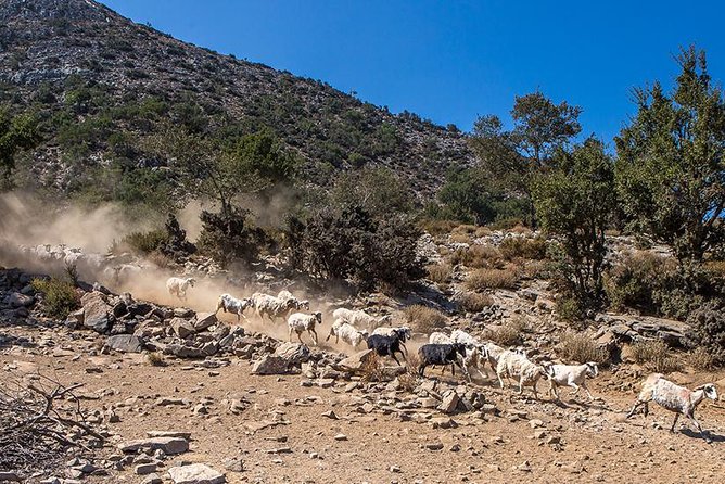 White Mountains - Semi Private Safari Tour With Tastings & Lunch - Inclusions and Details