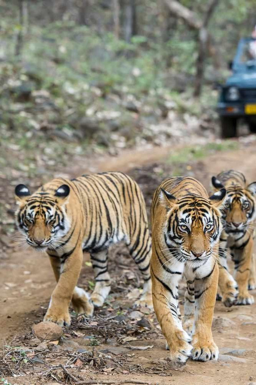 White Tiger National Park Tour in Madhya Pradesh - Key Points