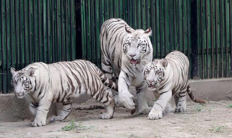 White Tiger National Park Tour in Madhya Pradesh - Transportation and Guides
