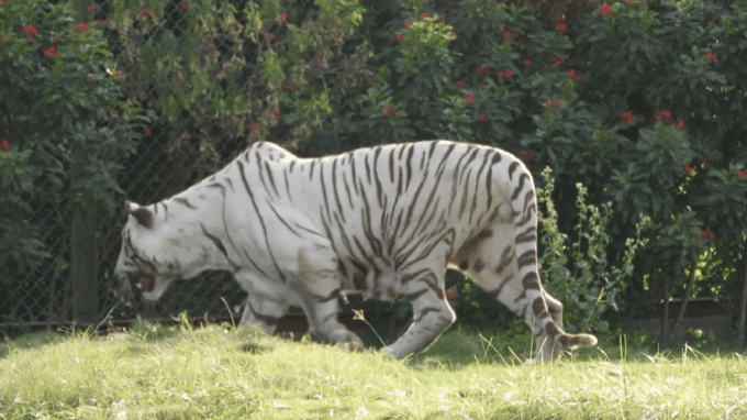 White Tiger National Park Tour in Madhya Pradesh - Suitability and Accessibility
