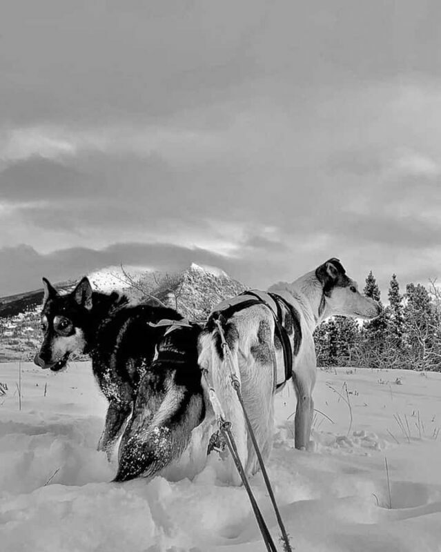 Whitehorse: Dog Sledding Adventure with Hot Cocoa - Discovering the Yukon Sledding Journey