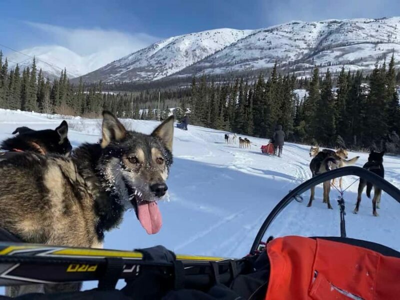 Whitehorse: Dog Sledding Adventure with Hot Cocoa - Gliding Through the Yukon Wilderness