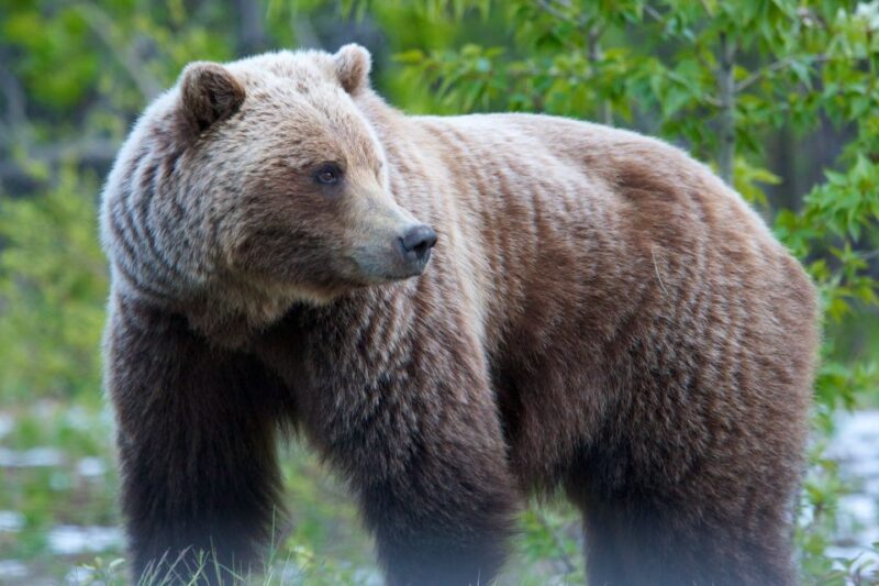 Whitehorse: Kluane National Park & Haines Junction Day Trip - Transportation and Amenities