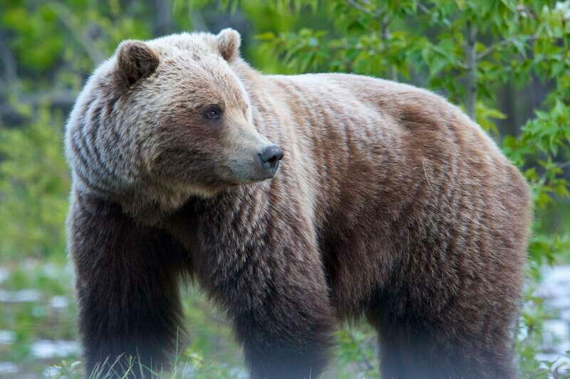 Whitehorse: Kluane - Wildlife & Vistas - Price and Value