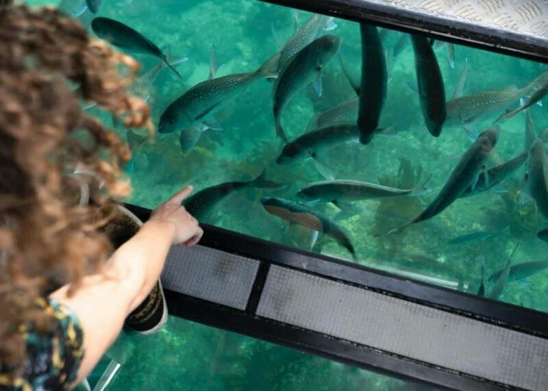 Whitianga: 2-Hour Glass Bottom Boat Cathedral Cove Tour - The Value of the Experience