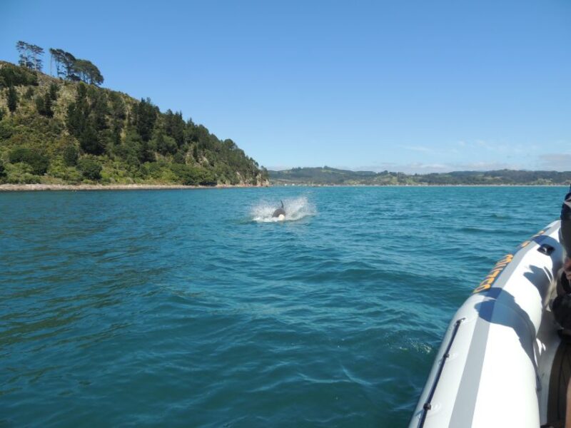 Whitianga: Cathedral Cove & Caves Boat Tour With Snorkeling - Boat Tour Experience