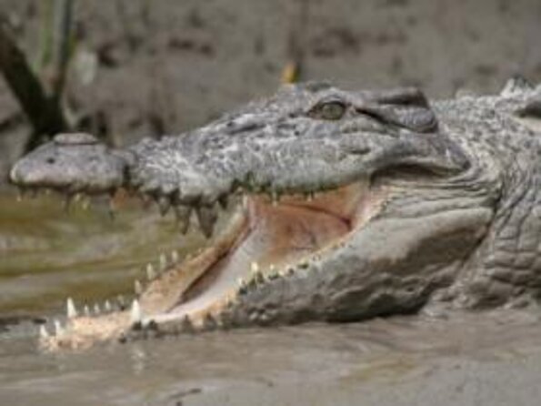 Whitsunday Crocodile Safari From Airlie Beach Including Lunch - Tractor-Drawn Wagon Tour