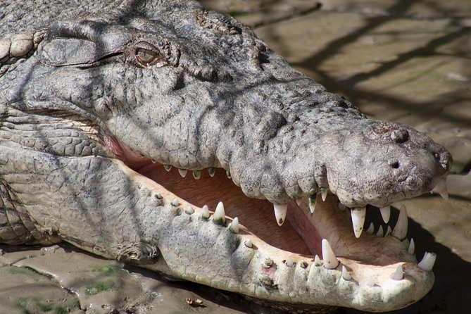 Whitsunday Crocodile Safari From Airlie Beach Including Lunch - Australian Bush Experience