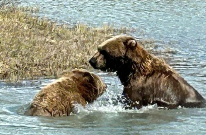 Whittier: Cruise Transit Tour to & From Anchorage - Frequently Asked Questions