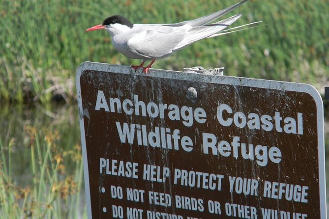 Whittier to Anchorage Cruise Transfer and Private Tour - Transportation and Logistics