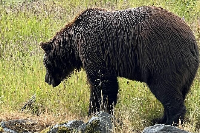 Whittier to Anchorage Land Transfer Tour - Highlights and Recommendations