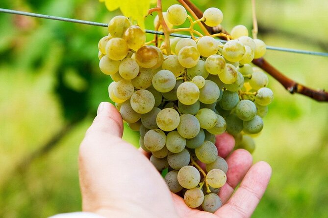 Whole Day Wine Tour to Kakheti From Tbilisi - Meeting and End Point