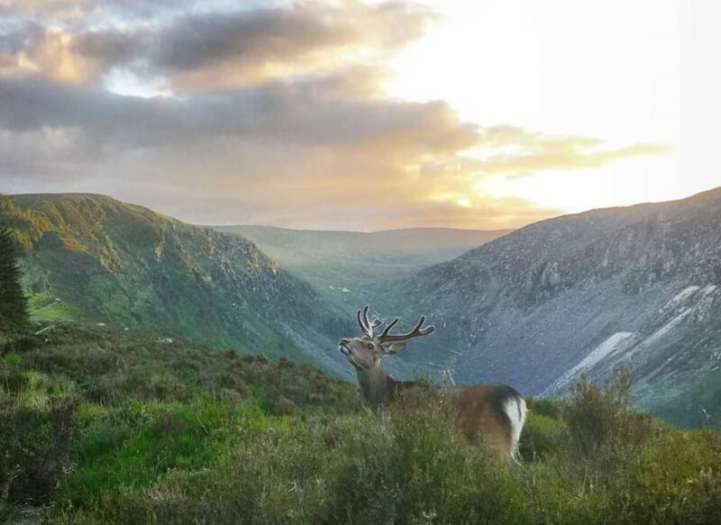 Wicklow: Glendalough Guided Night Hike and History Tour - Key Points
