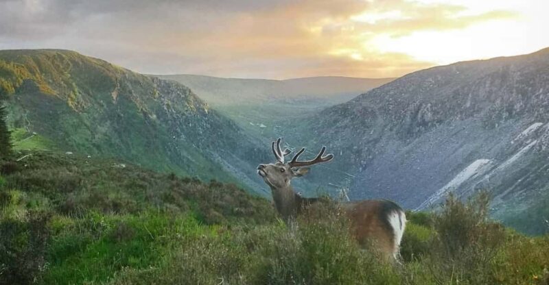 Wicklow: Glendalough Guided Night Hike and History Tour - Refund Policy