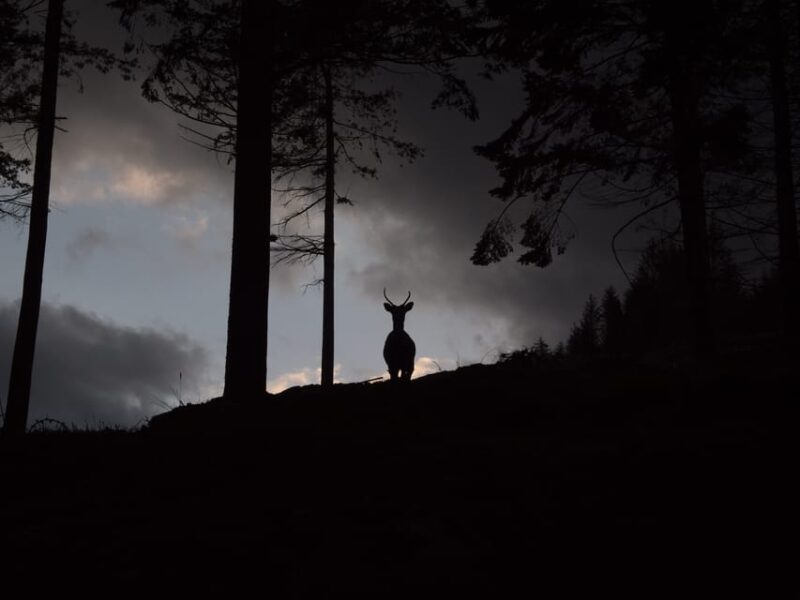 Wicklow: Glendalough Guided Night Hike and History Tour - Customer Feedback and Ratings