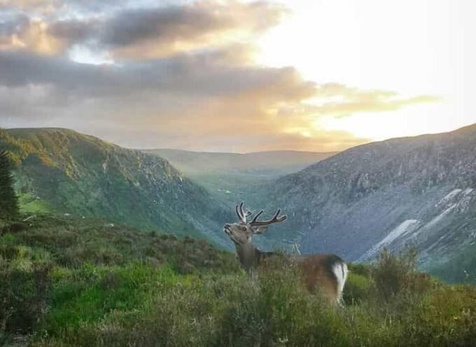 Wicklow: Glendalough Guided Night Hike and History Tour - Recommendations for Future Participants