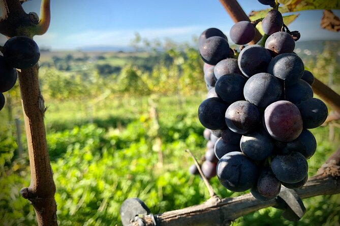 Wieliczka Vineyard: Wine Tasting With Local Snacks - Meeting and Pickup Details