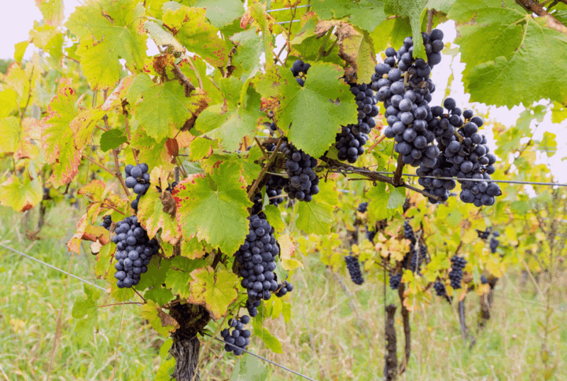 Wihr-au-Val: Wine Tasting and Cellar Tour - Regulatory Considerations