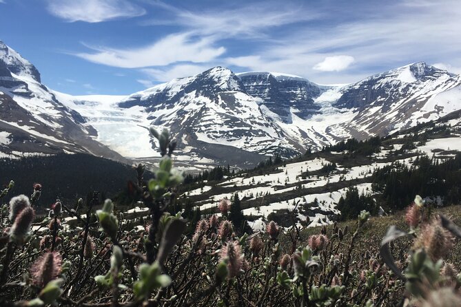 Wilcox Pass - Scenic Vistas and Hiking Trails