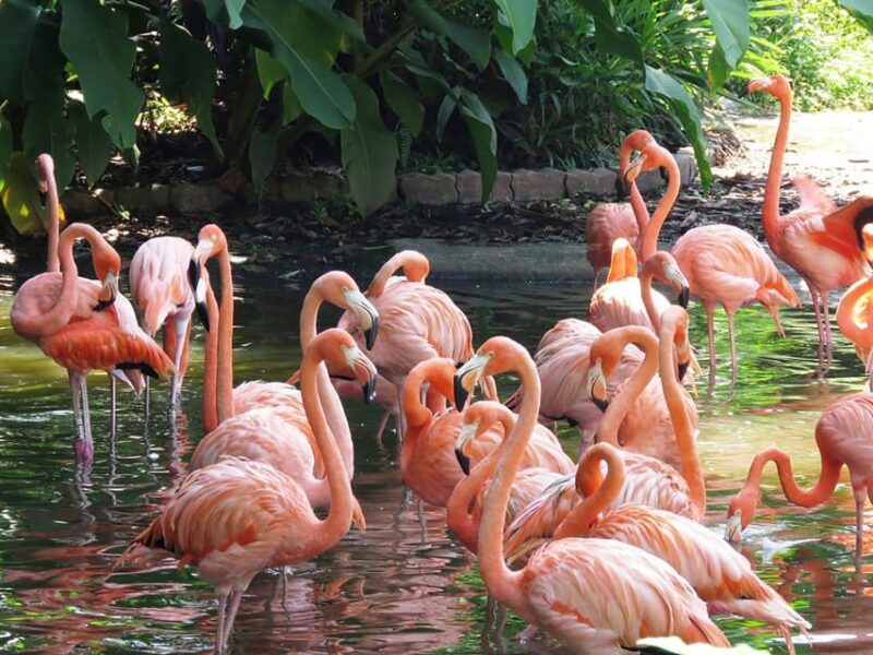 Wild Adventure: Explore the Enchanting Bird Park! - Conservation and Education Initiatives