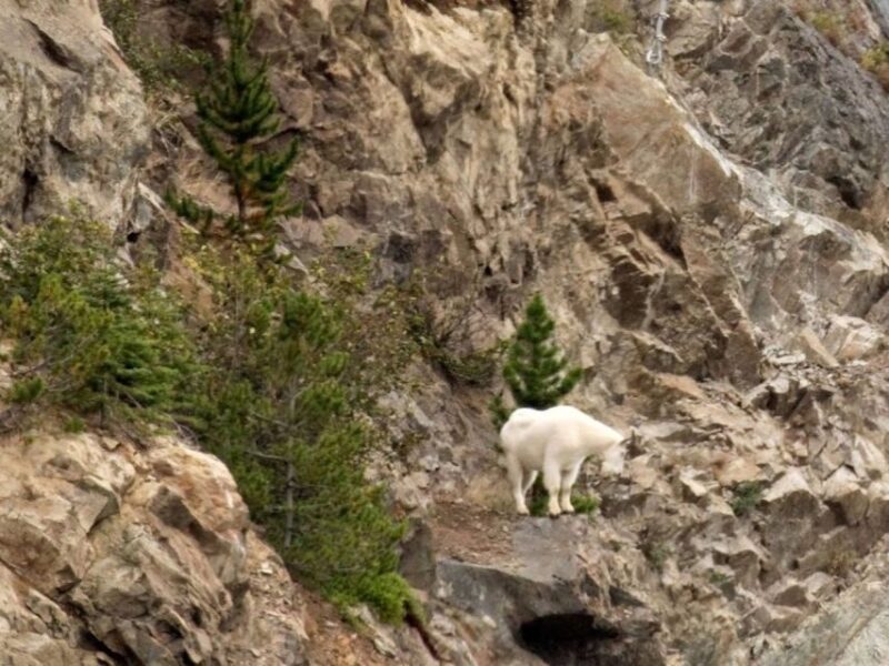 Wild Adventure Yukon + Summit Tour - Itinerary Highlights