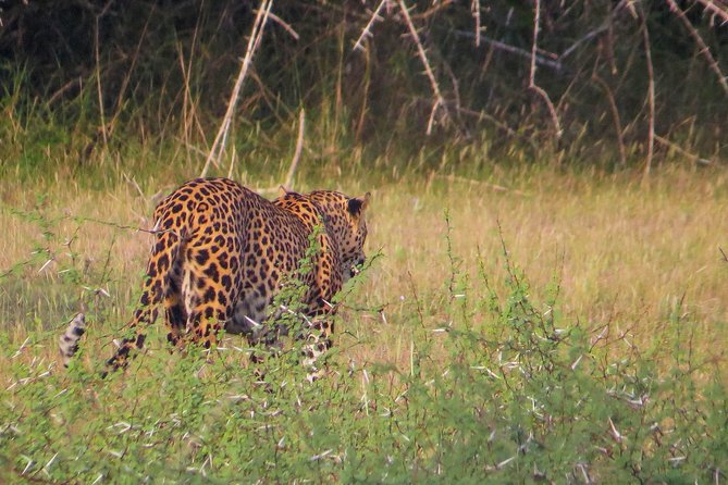 Wild Adventures Safari in Wilpattu - Good To Know