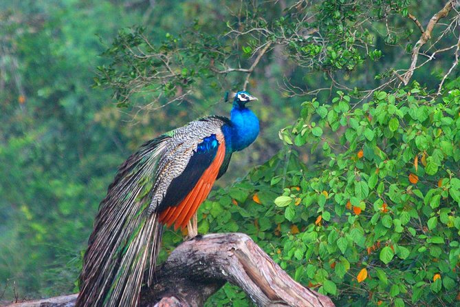 Wild Adventures Safari in Wilpattu - Location and Meeting Point