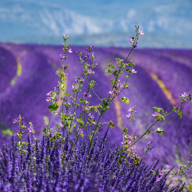 Wild Alps, Verdon Canyon, Moustiers Village, Lavender Fields - Just The Basics