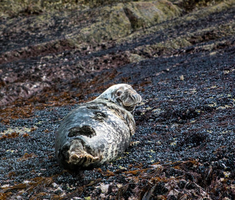 Wild Atlantic Way: Wildlife Eco Cruise - Experience Highlights