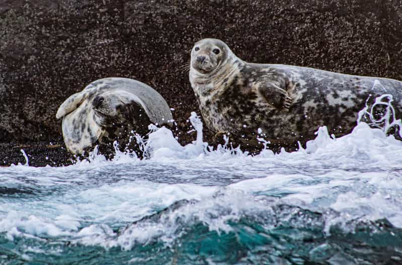 Wild Atlantic Way: Wildlife Eco Cruise - Booking Information