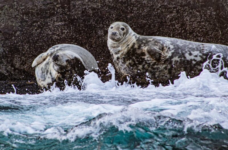 Wild Atlantic Way: Wildlife Eco Cruise - Safety and Regulations