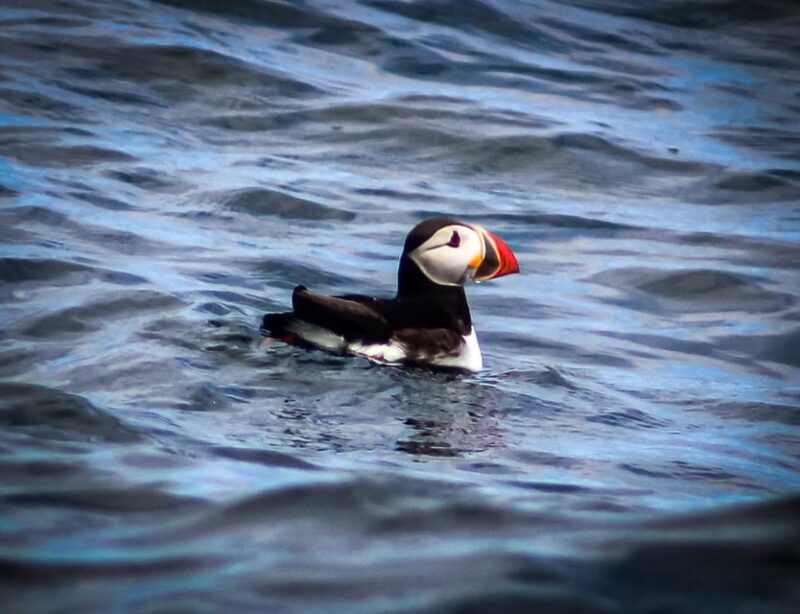 Wild Atlantic Way: Wildlife Eco Cruise - Marine Life Encounters