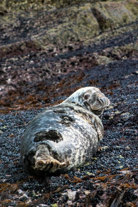 Wild Atlantic Way: Wildlife Eco Cruise - Frequently Asked Questions