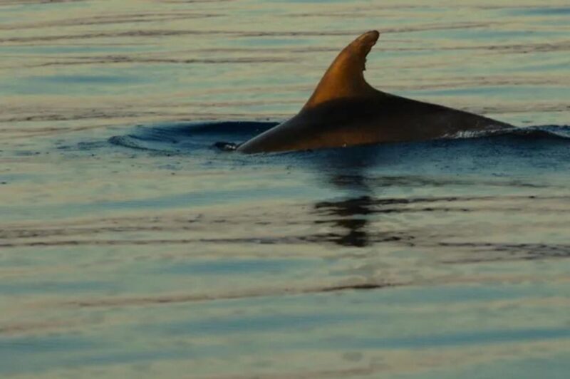 Wild Bays: Swimming and Snorkeling With Capt. Bobo (Private) - Good To Know