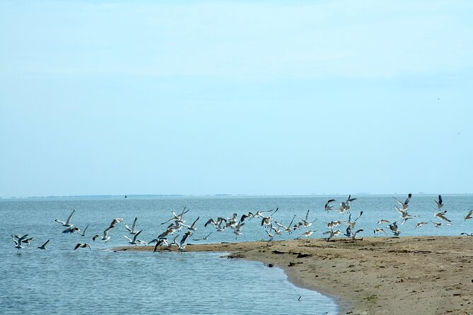 Wild Beach Single Handed Blokart Safari - Booking and Pricing