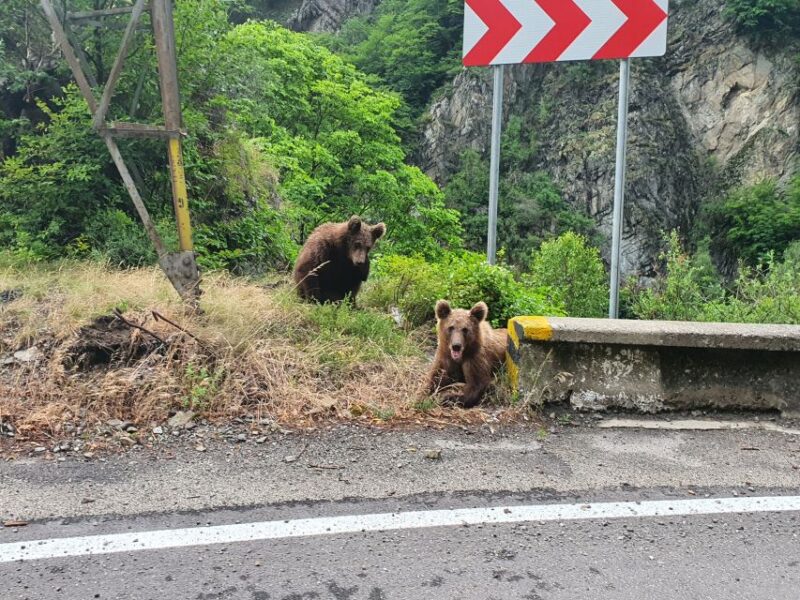Wild Bears and Dracula Private Day Tour - Tour Inclusions