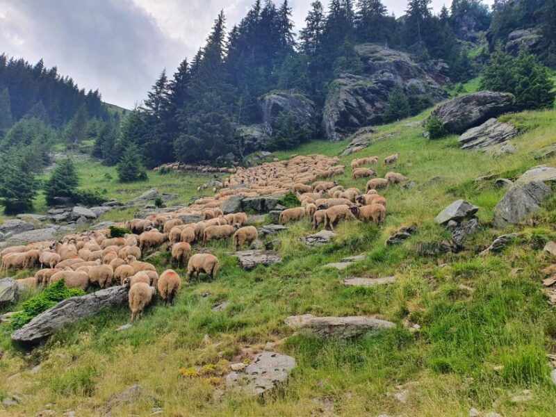 Wild Bears and Dracula Private Day Tour - Language Options