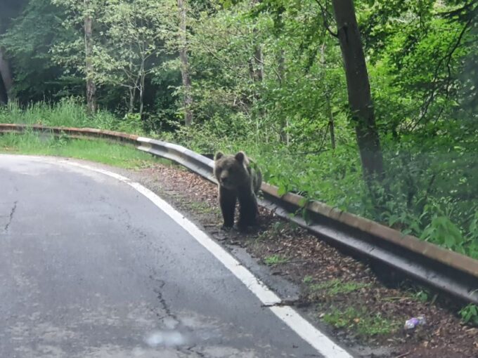 Wild Bears and Dracula Private Day Tour - Poenari Castle