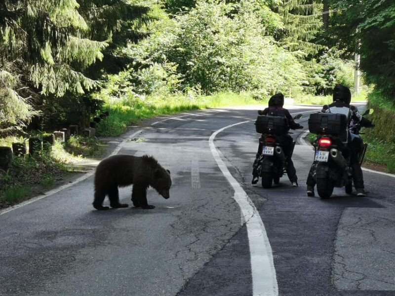 Wild Bears Safari Near Poenari Fortress and Transfăgărășan - Itinerary Highlights