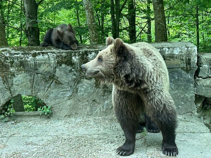 Wild Bears Safari Near Poenari Fortress and Transfăgărășan - Group Size and Language