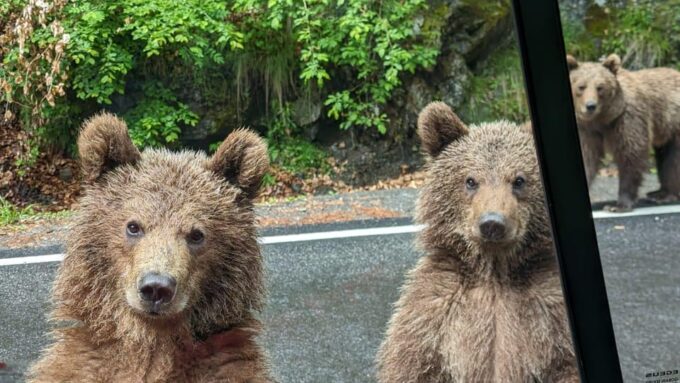 Wild Bears Safari Near Poenari Fortress and Transfăgărășan - Frequently Asked Questions